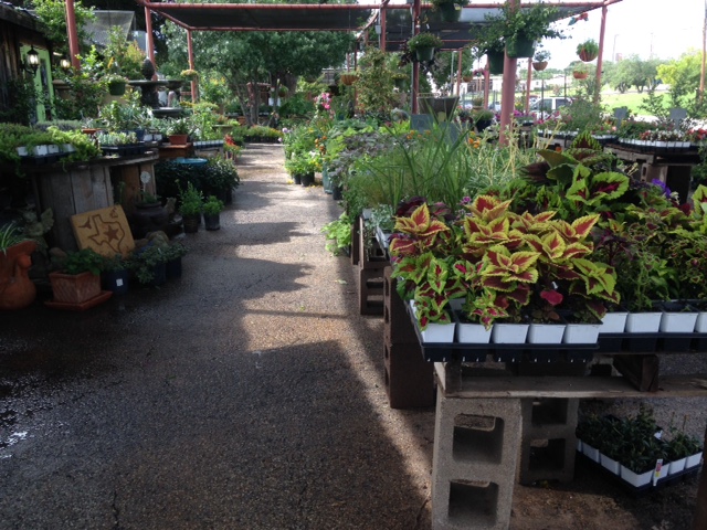 San Angelo's Nursery - Olive's Nursery! :: Olive's Nursery :: San