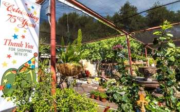 Patio-75YrBanner-02